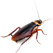 Cockroaches in Bristol