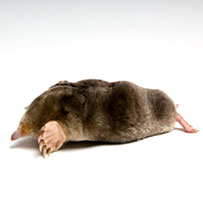 Control Garden Moles in Bristol