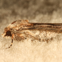 Moth Control in Bristol