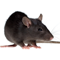 Rat Control in Bristol