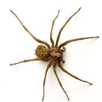 Spiders control in Bristol