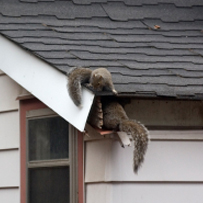 Squirrel Control in Bristol