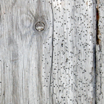 Timber Treatment in Bristol